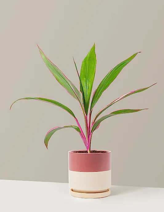 Cordyline Pink Diamond