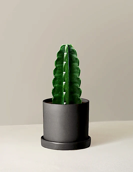 Cuddly Cactus