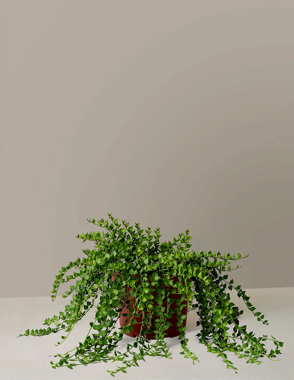 Dischidia