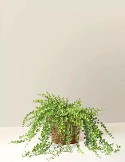 Dischidia