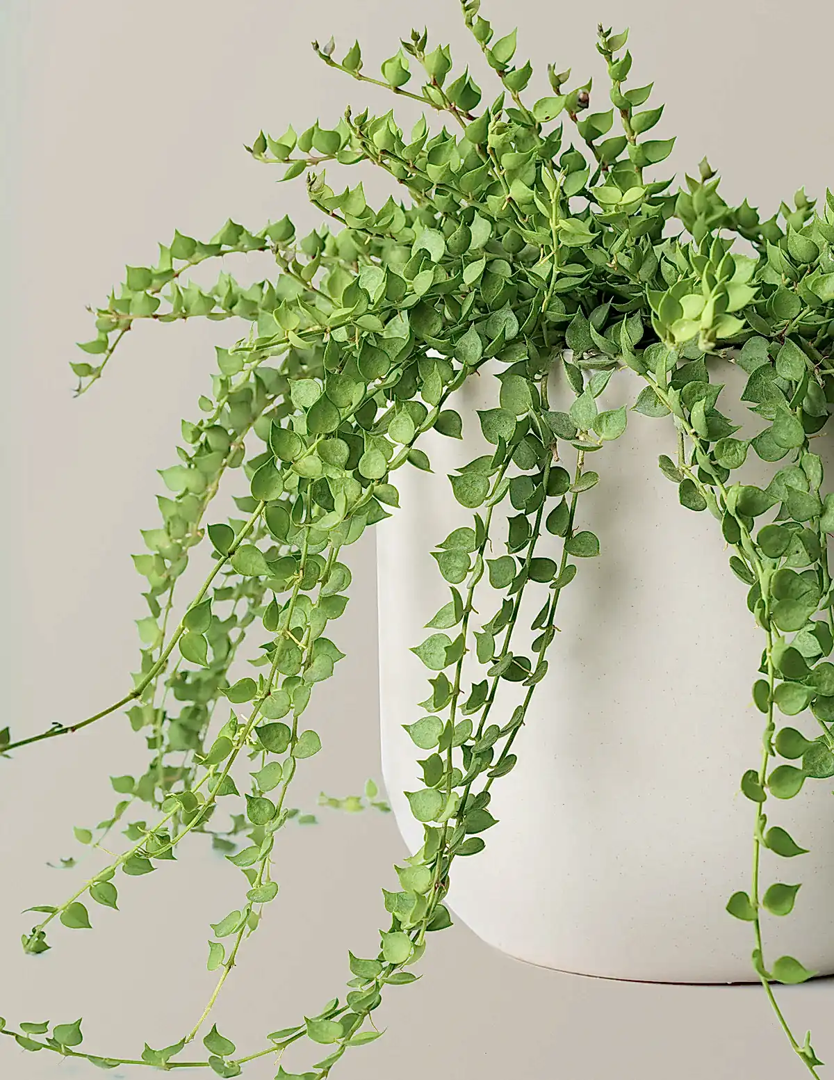 Dischidia