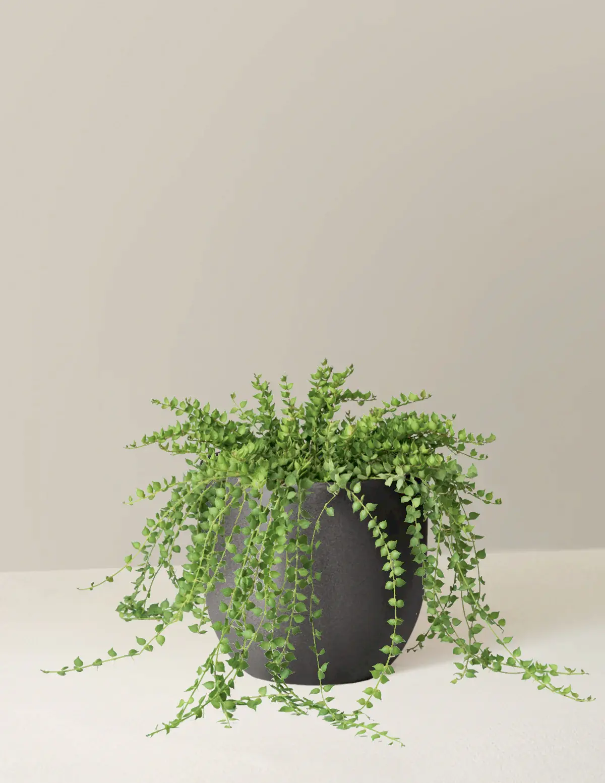 Dischidia