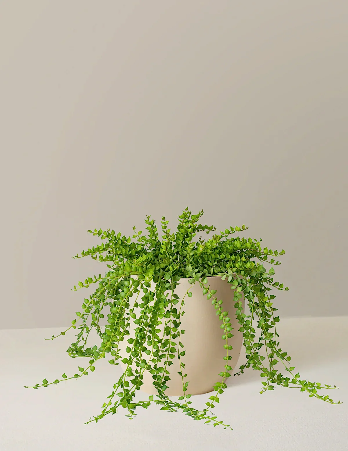 Dischidia