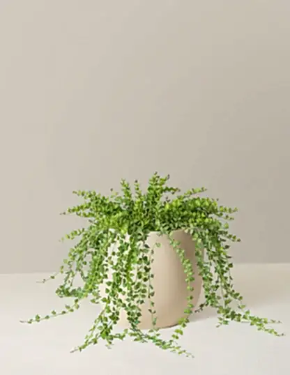 Dischidia