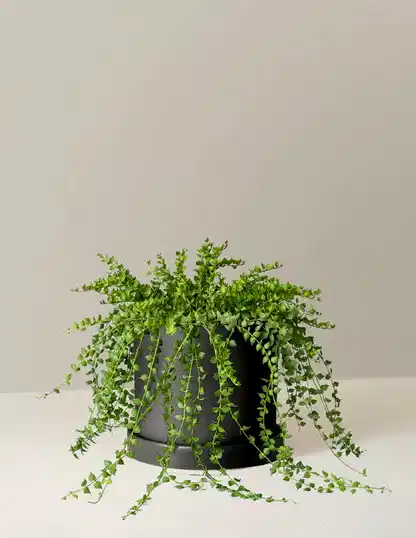 Dischidia