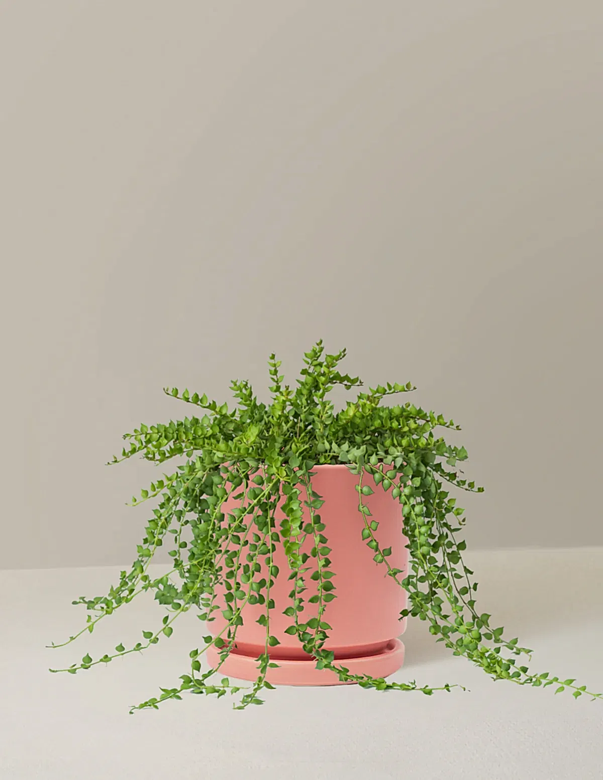 Dischidia