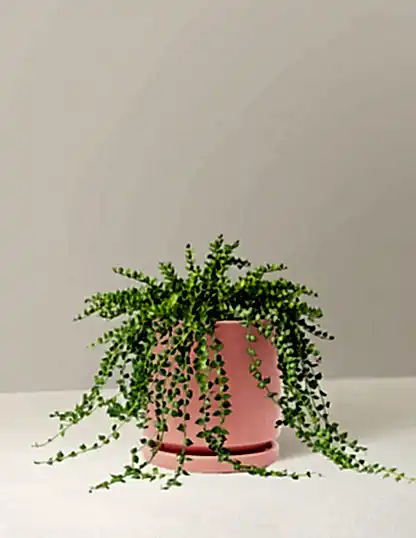 Dischidia