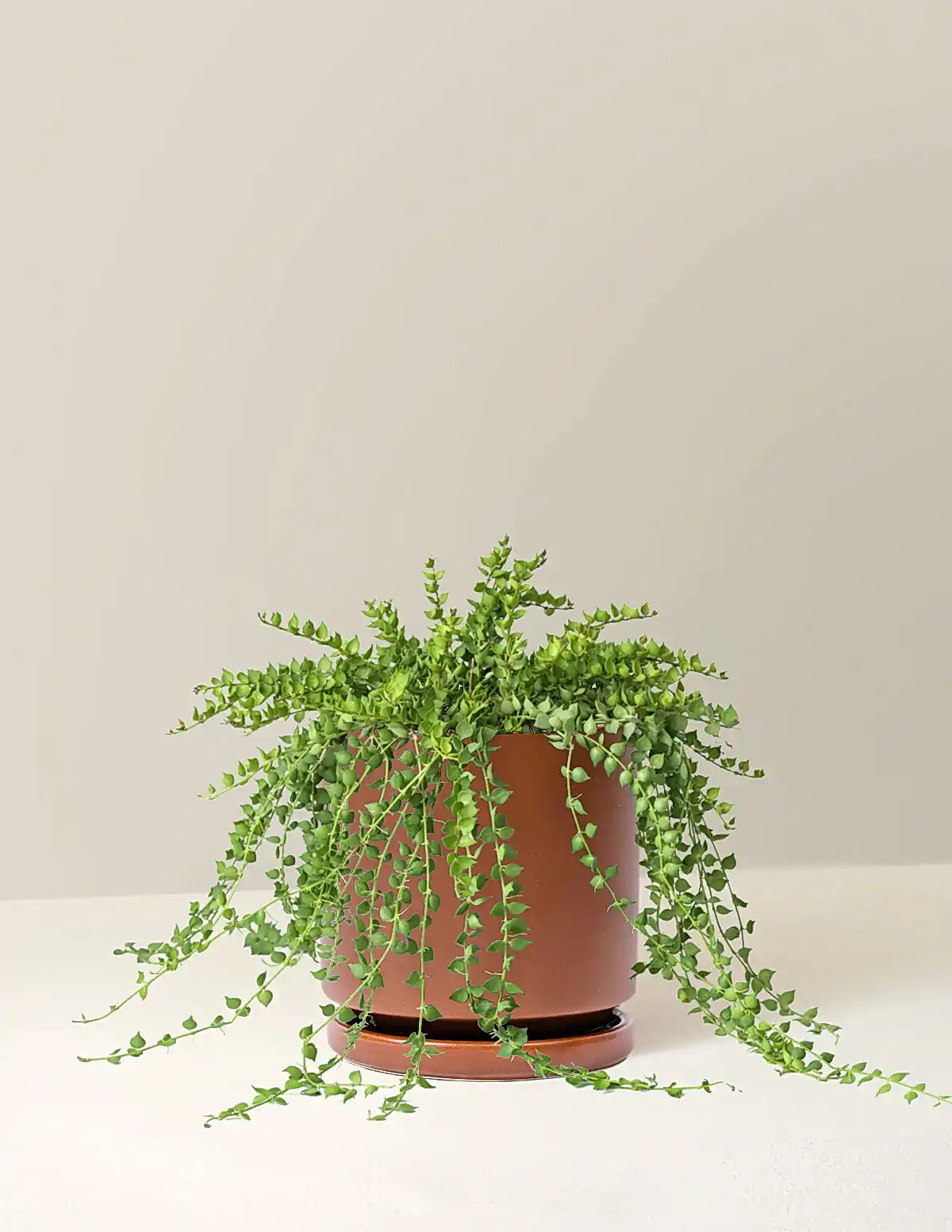 Dischidia