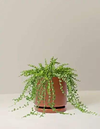 Dischidia