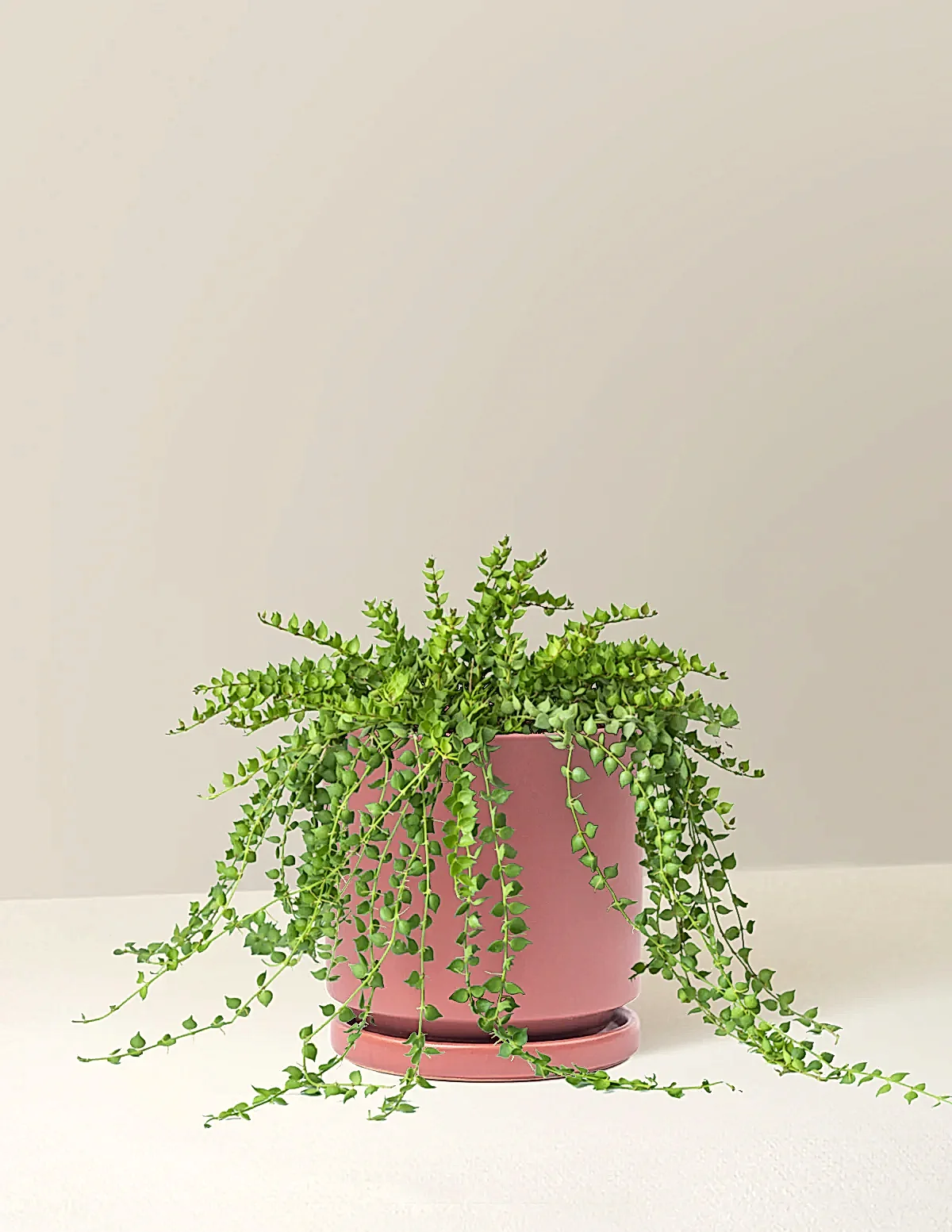 Dischidia