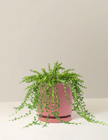 Dischidia