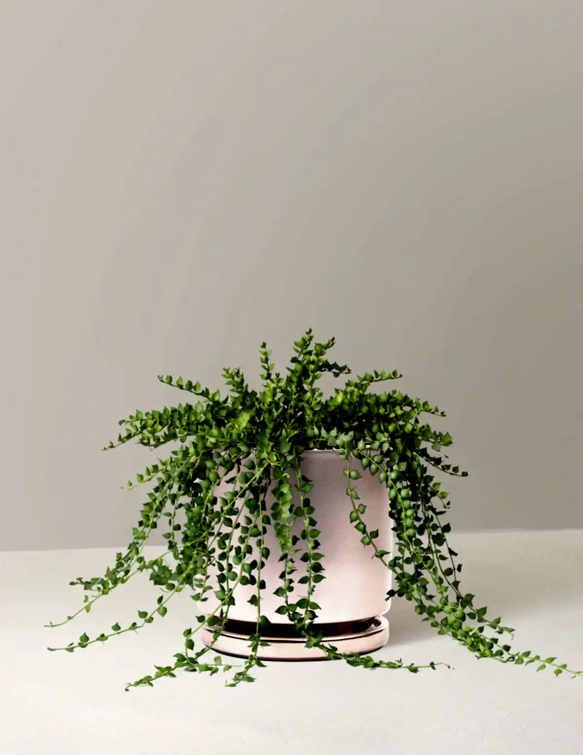 Dischidia