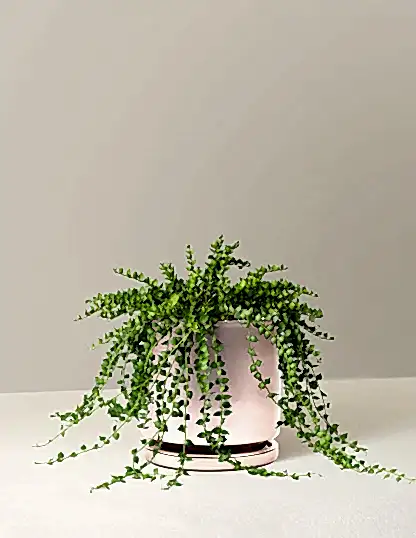 Dischidia