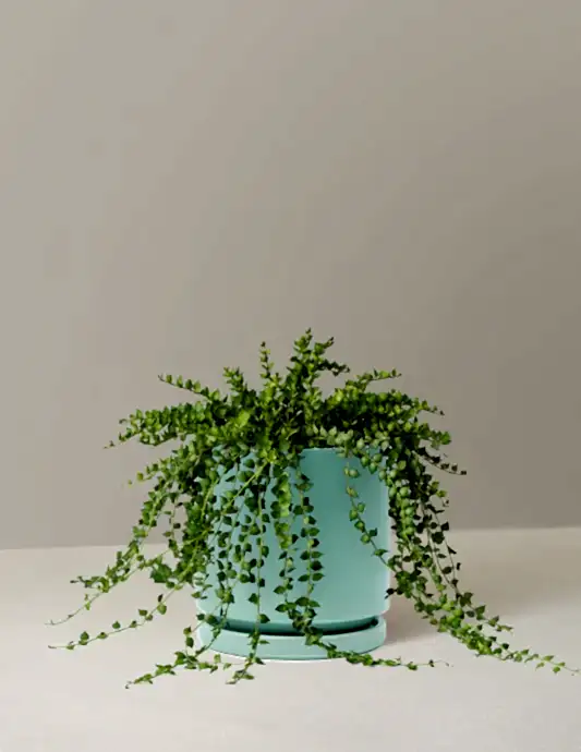 Dischidia