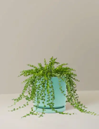 Dischidia