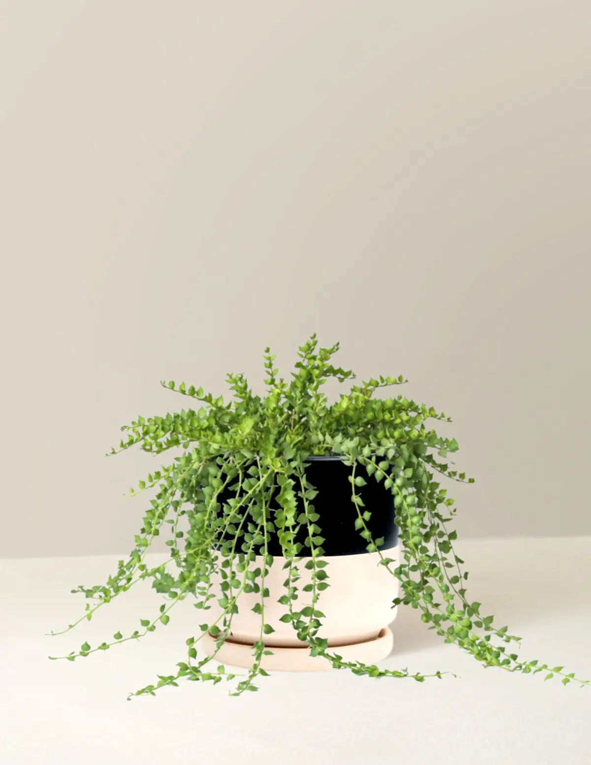 Dischidia