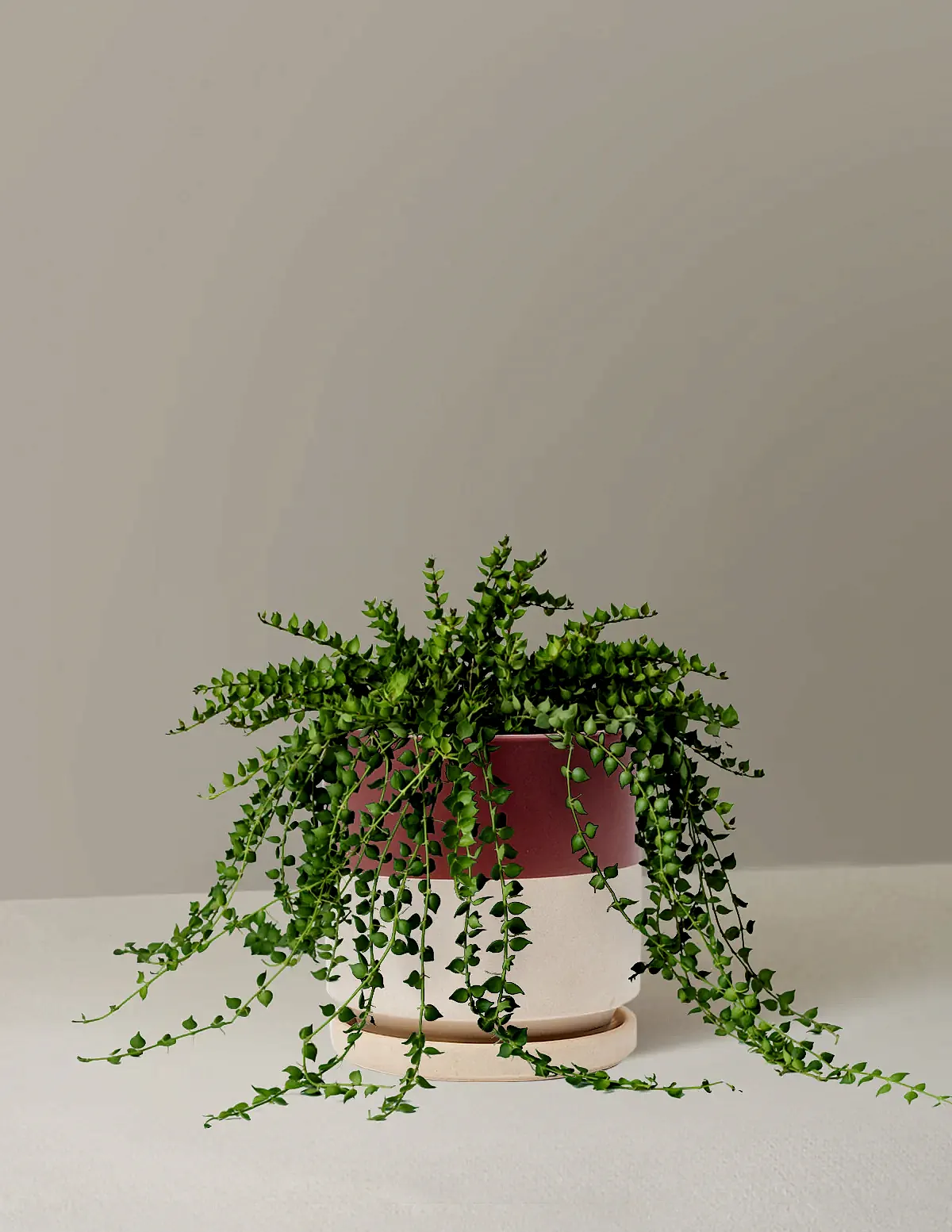Dischidia