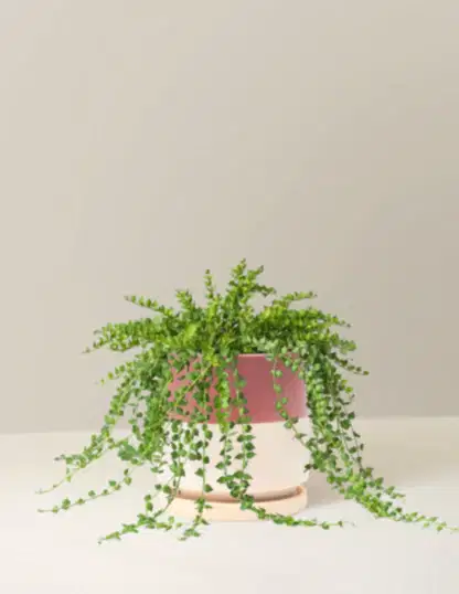 Dischidia