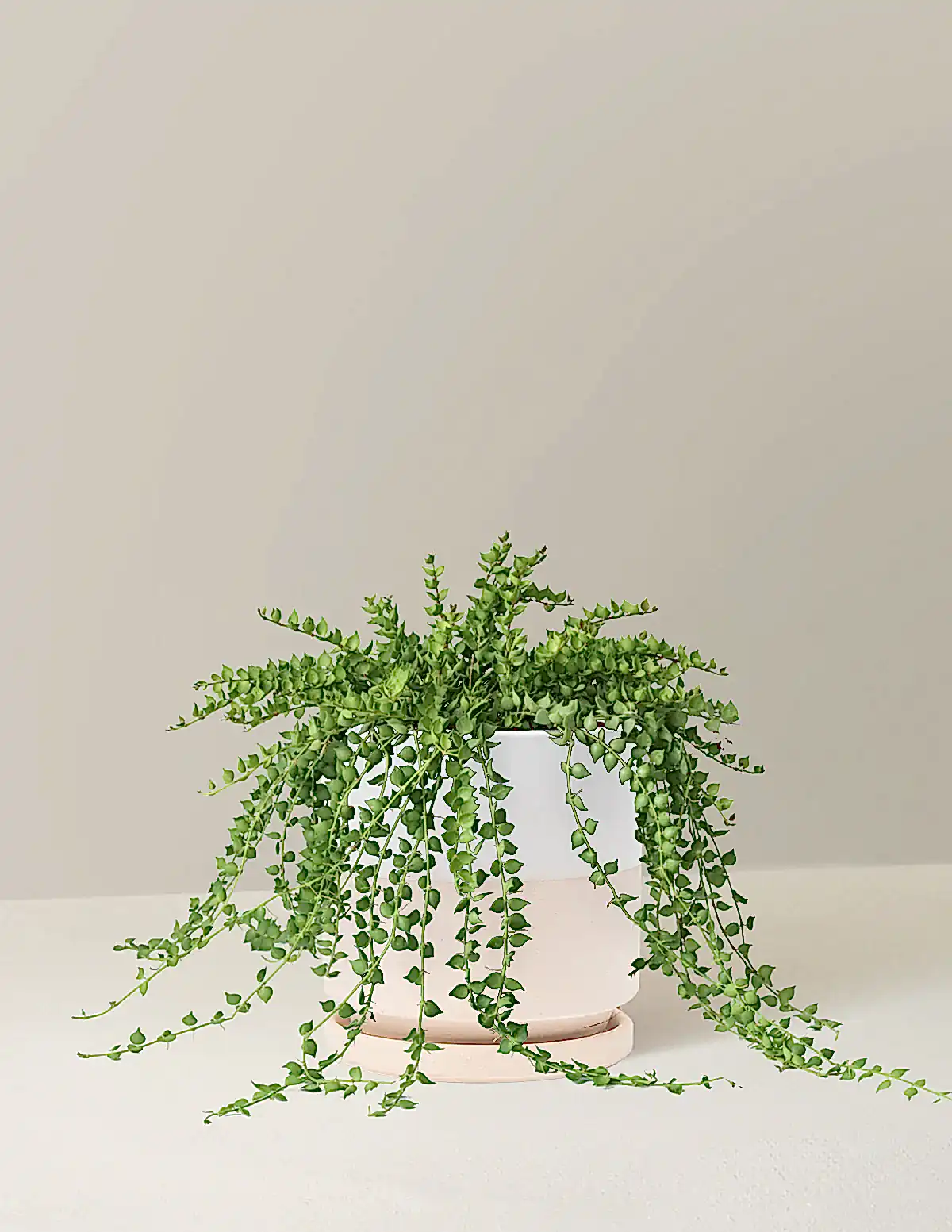 Dischidia