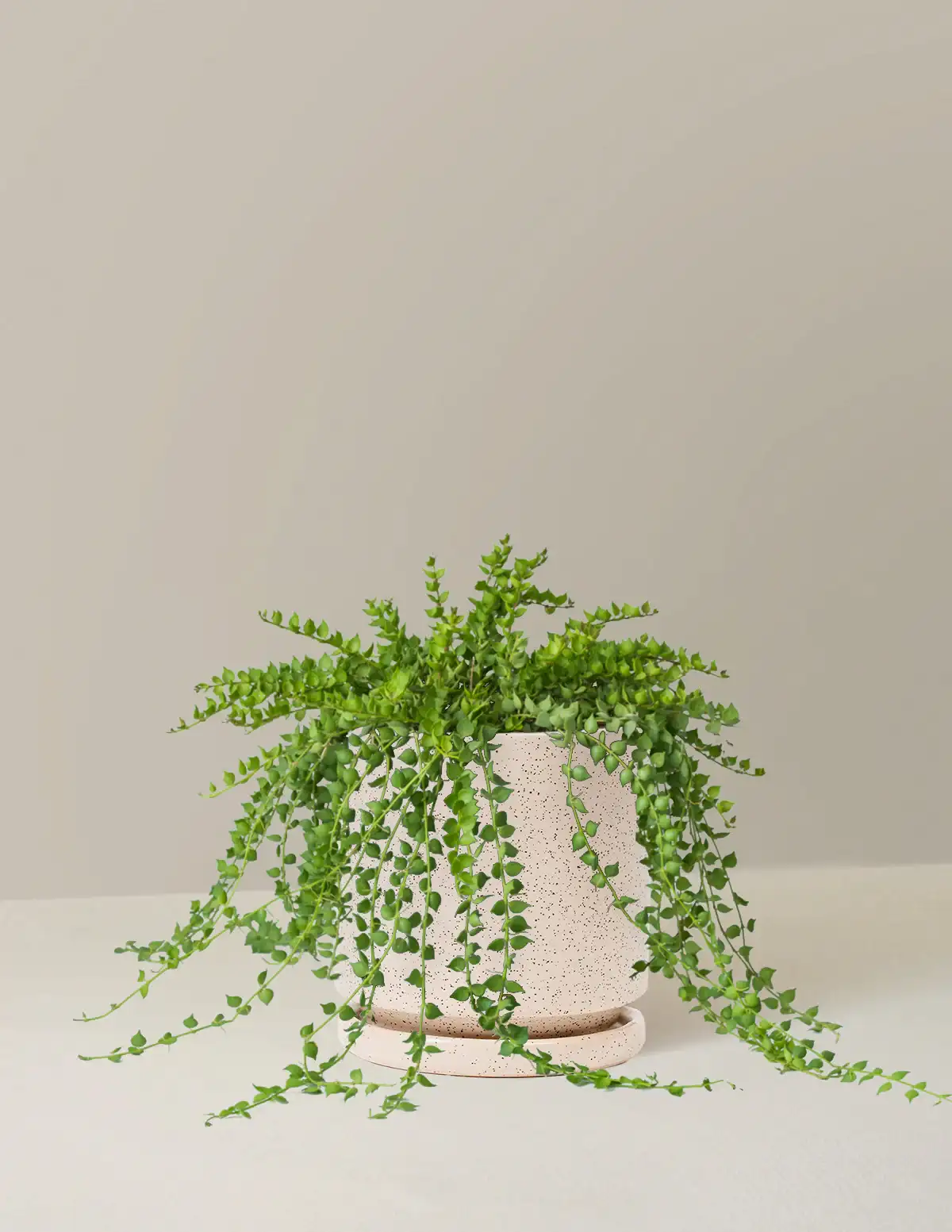 Dischidia