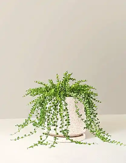 Dischidia