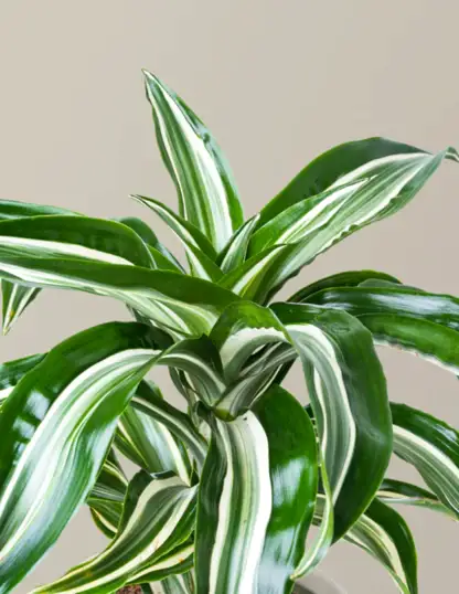 Dracaena Jewel Jade