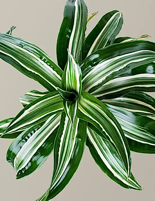 Dracaena Jewel Jade