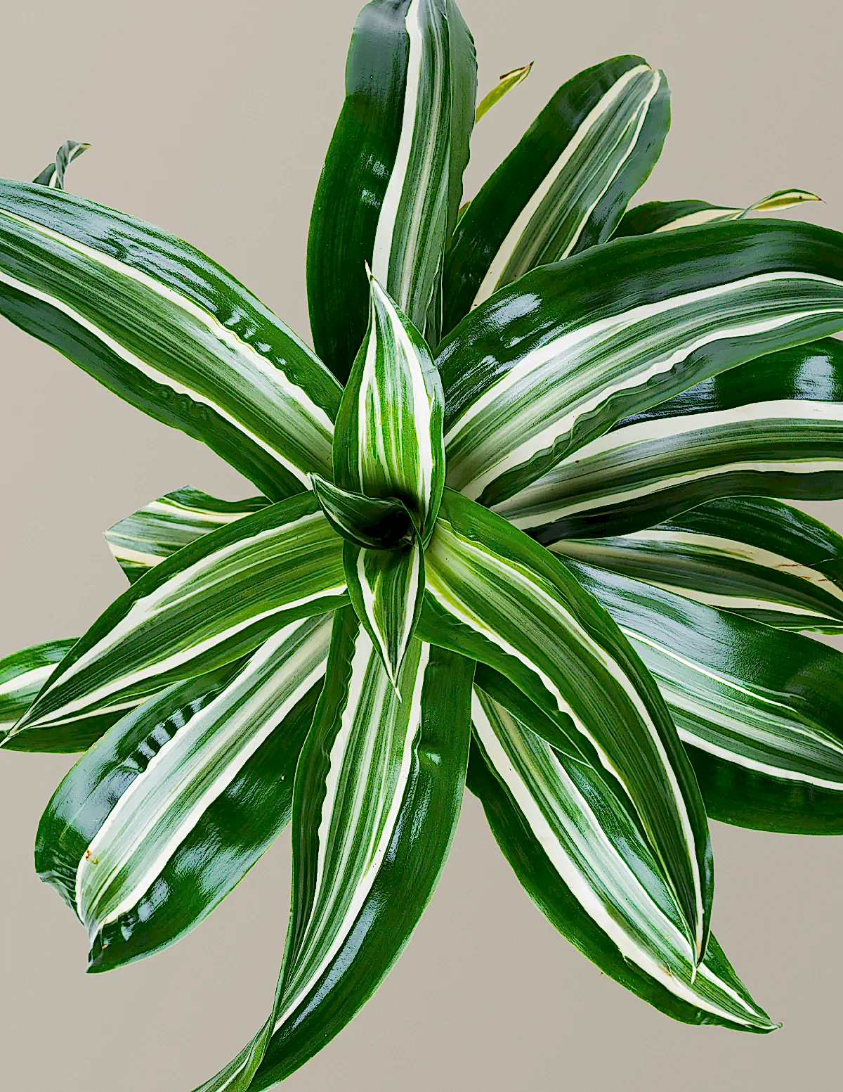 Dracaena Jewel Jade