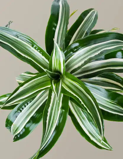 Dracaena Jewel Jade