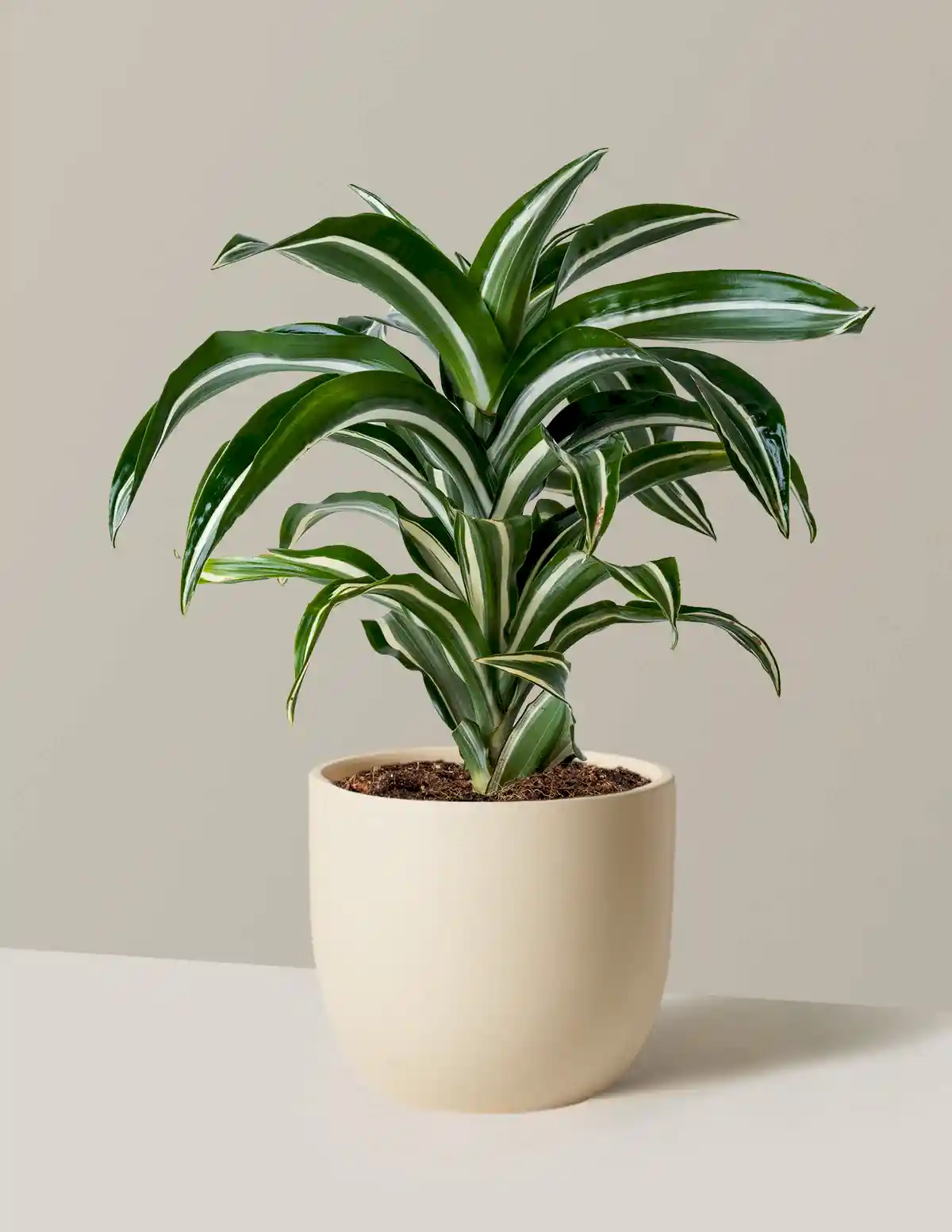Dracaena Jewel Jade