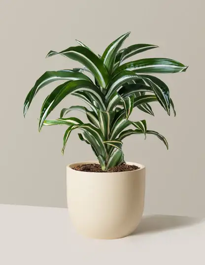 Dracaena Jewel Jade