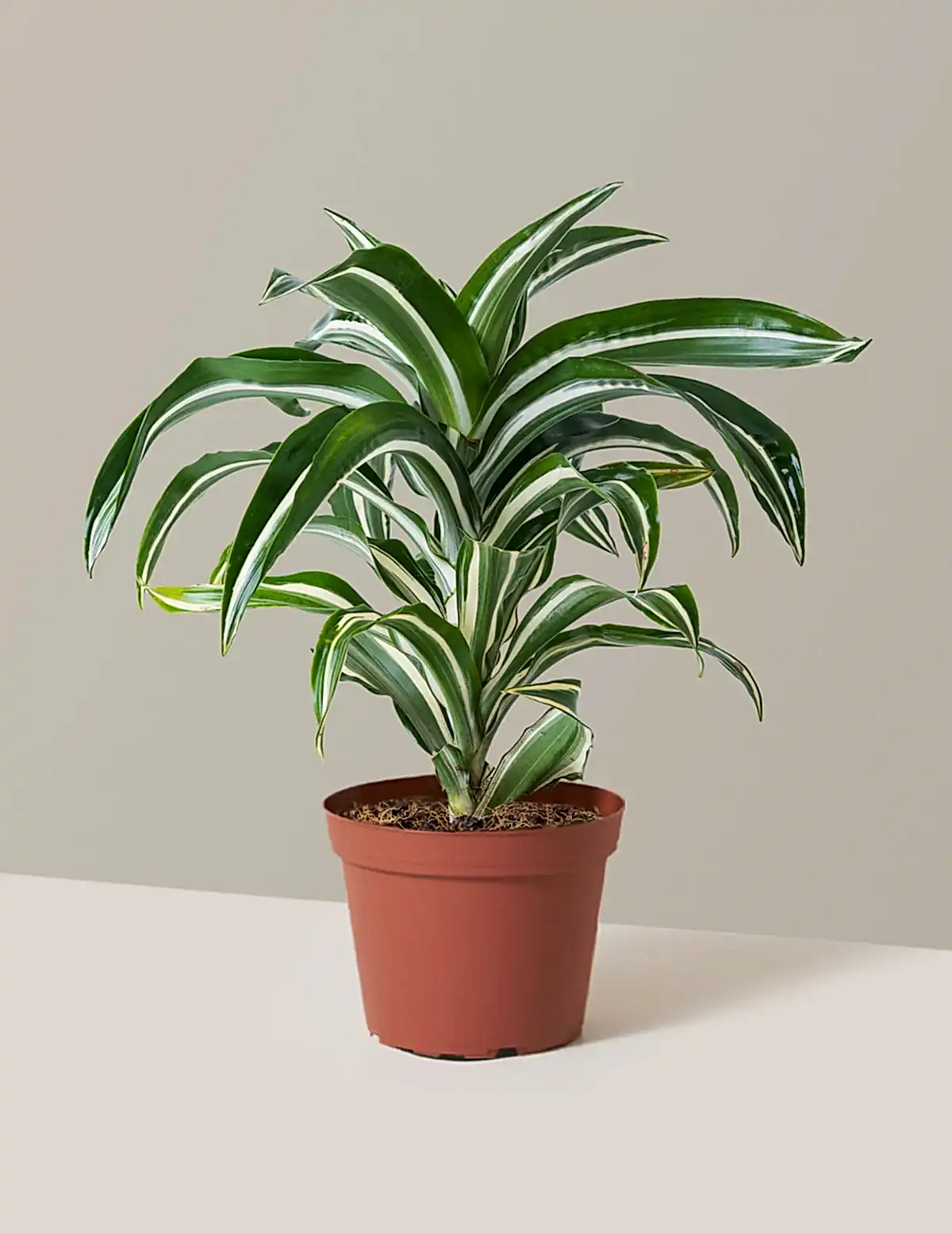 Dracaena Jewel Jade