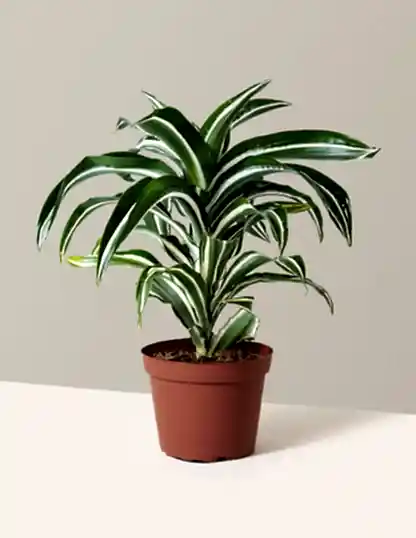 Dracaena Jewel Jade