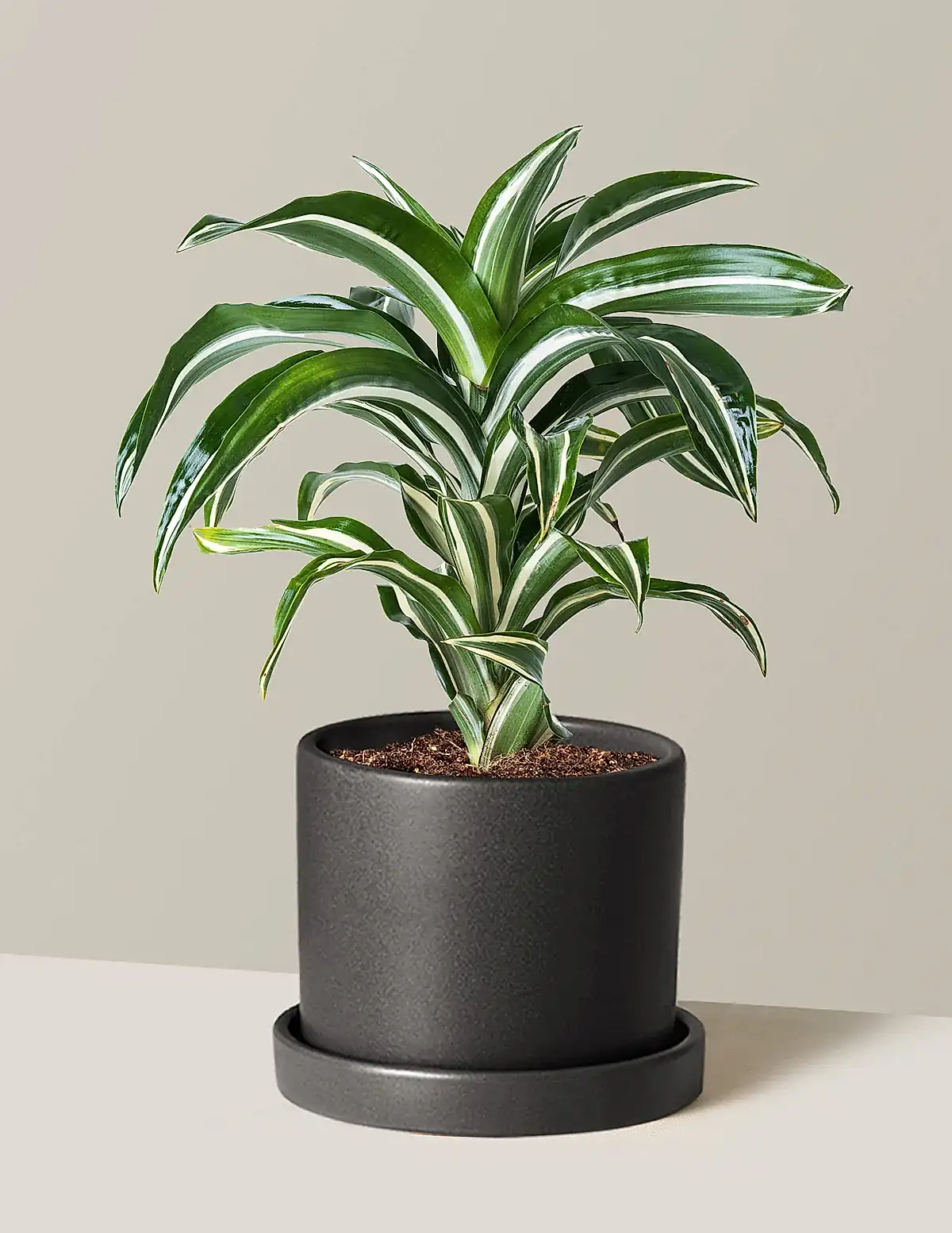 Dracaena Jewel Jade