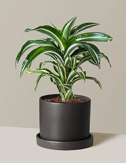 Dracaena Jewel Jade