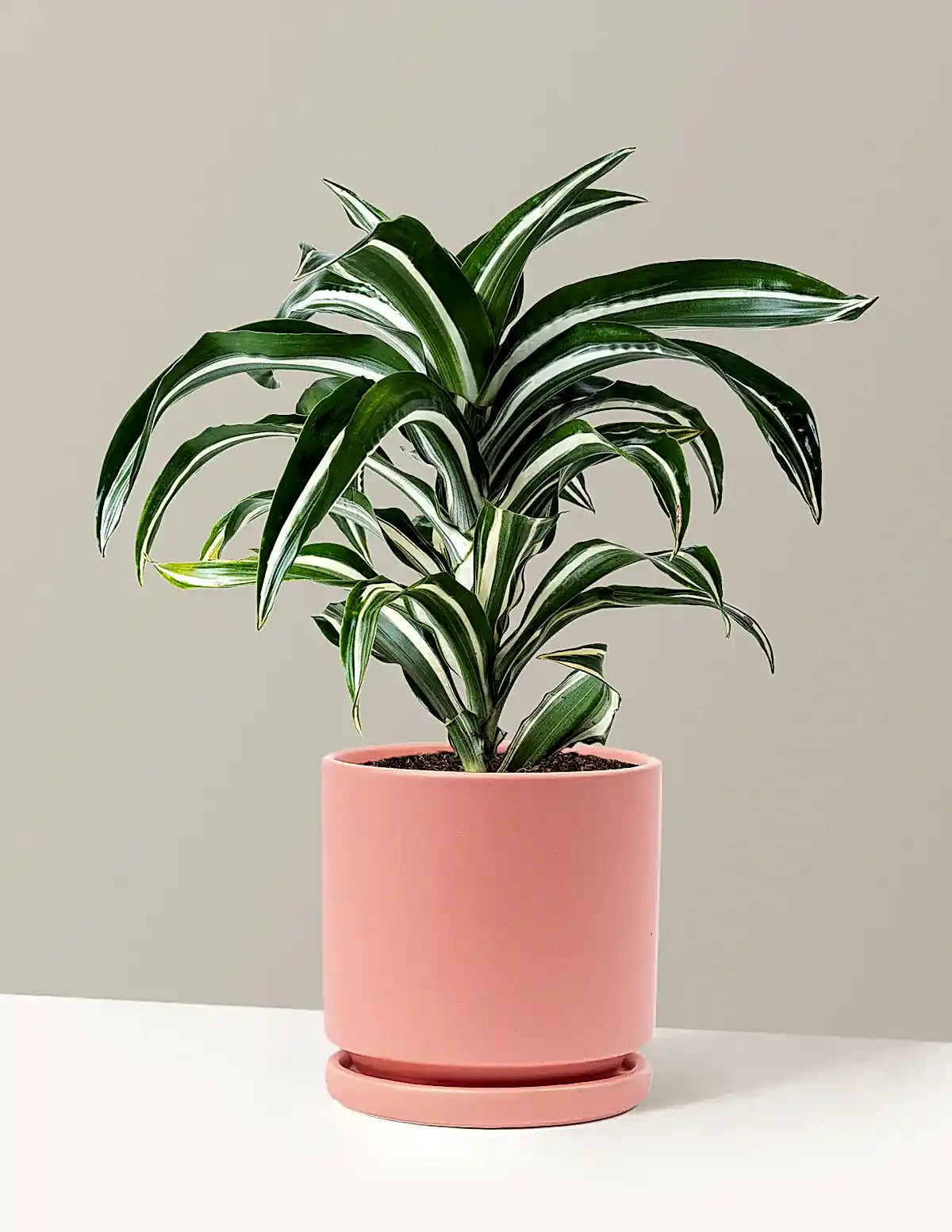 Dracaena Jewel Jade