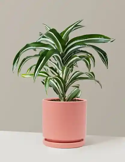 Dracaena Jewel Jade