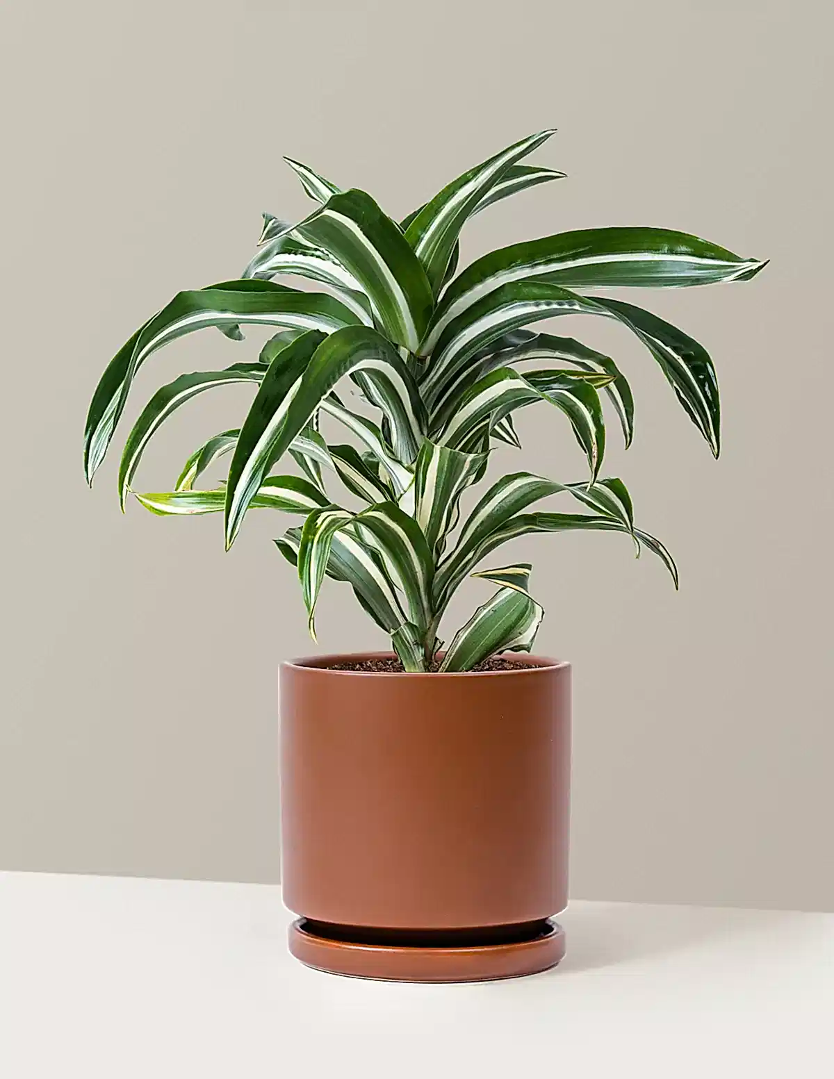 Dracaena Jewel Jade
