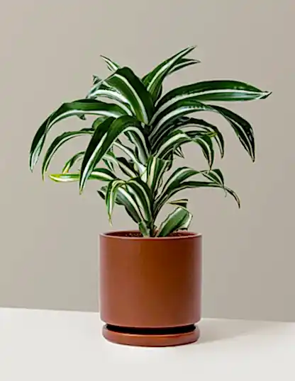 Dracaena Jewel Jade