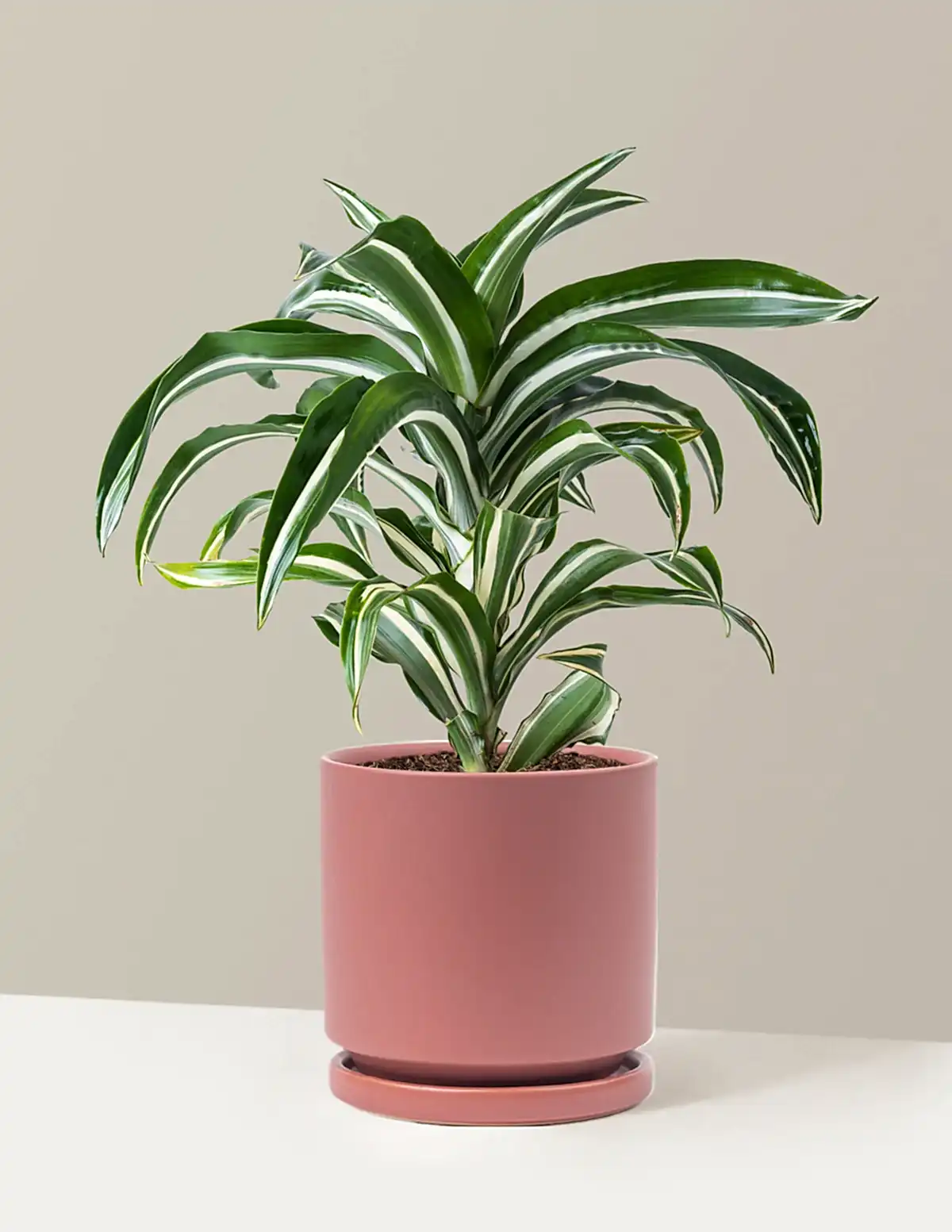 Dracaena Jewel Jade