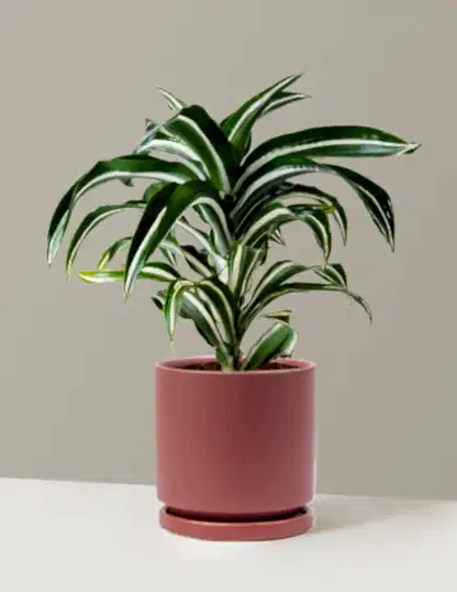 Dracaena Jewel Jade
