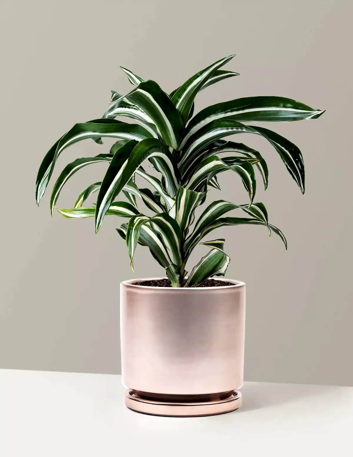 Dracaena Jewel Jade