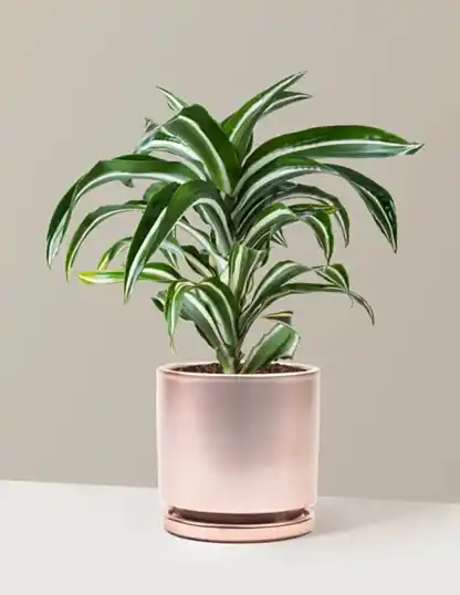 Dracaena Jewel Jade
