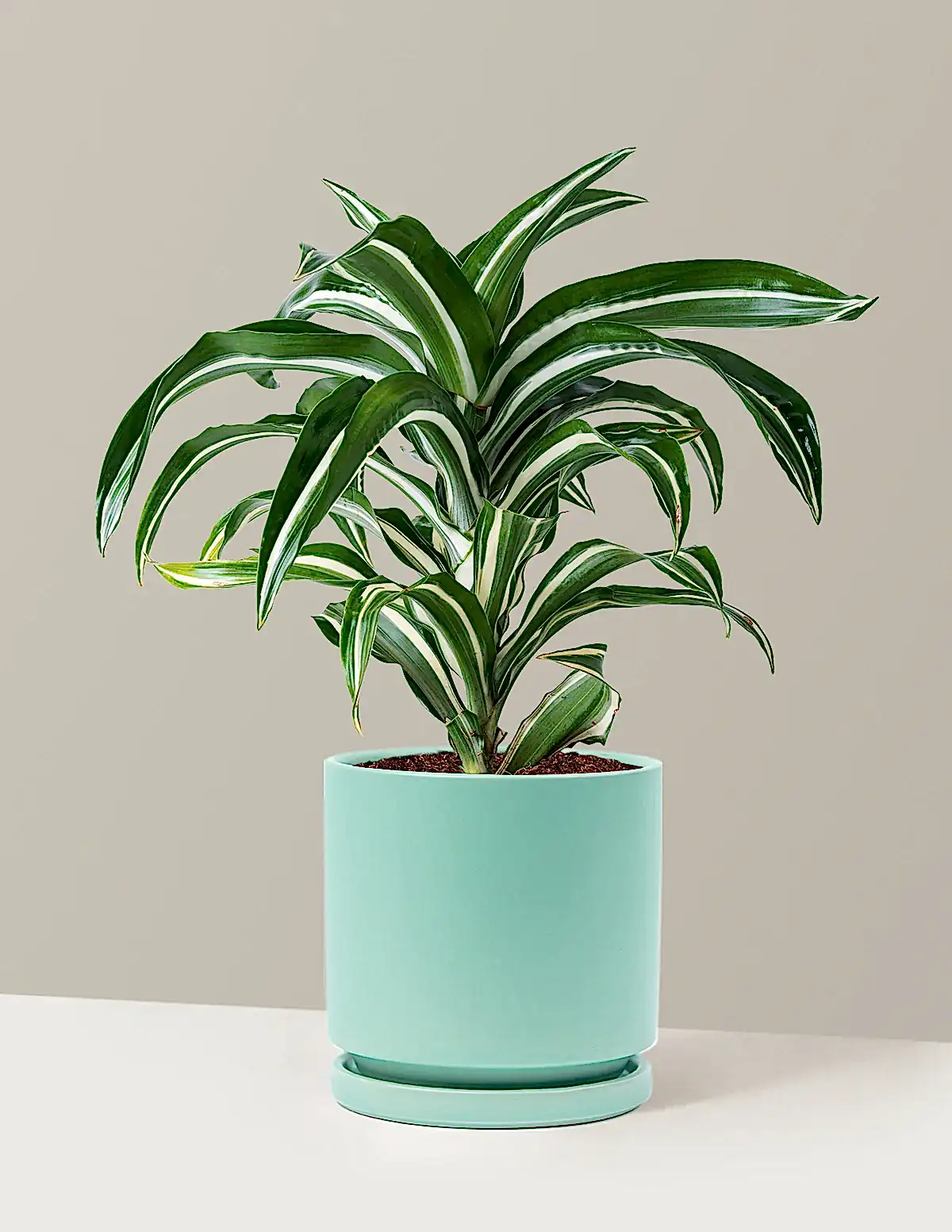 Dracaena Jewel Jade