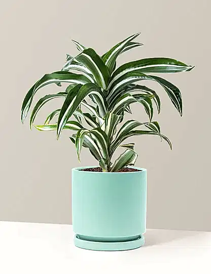 Dracaena Jewel Jade