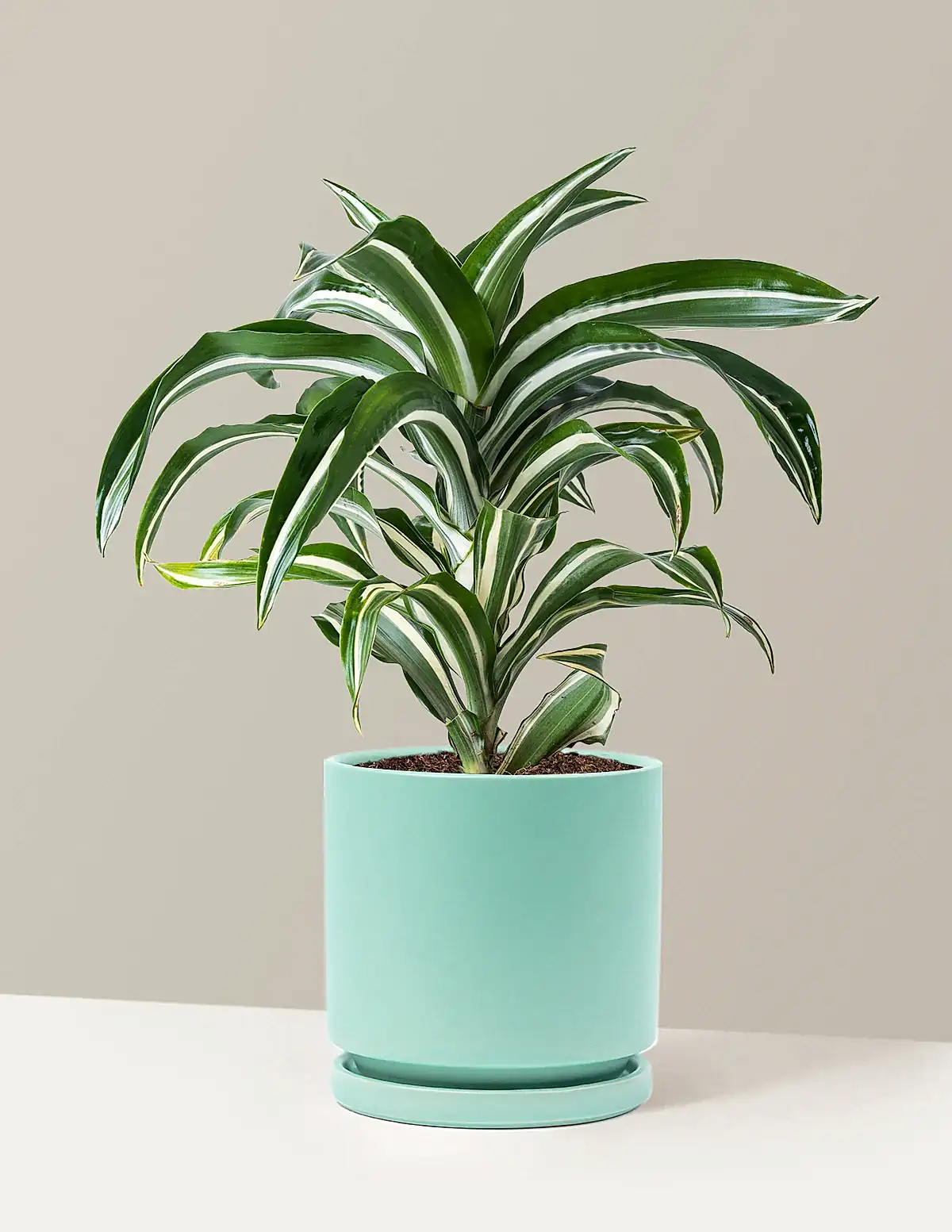 Dracaena Jewel Jade
