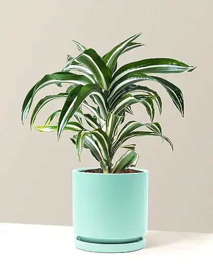Dracaena Jewel Jade