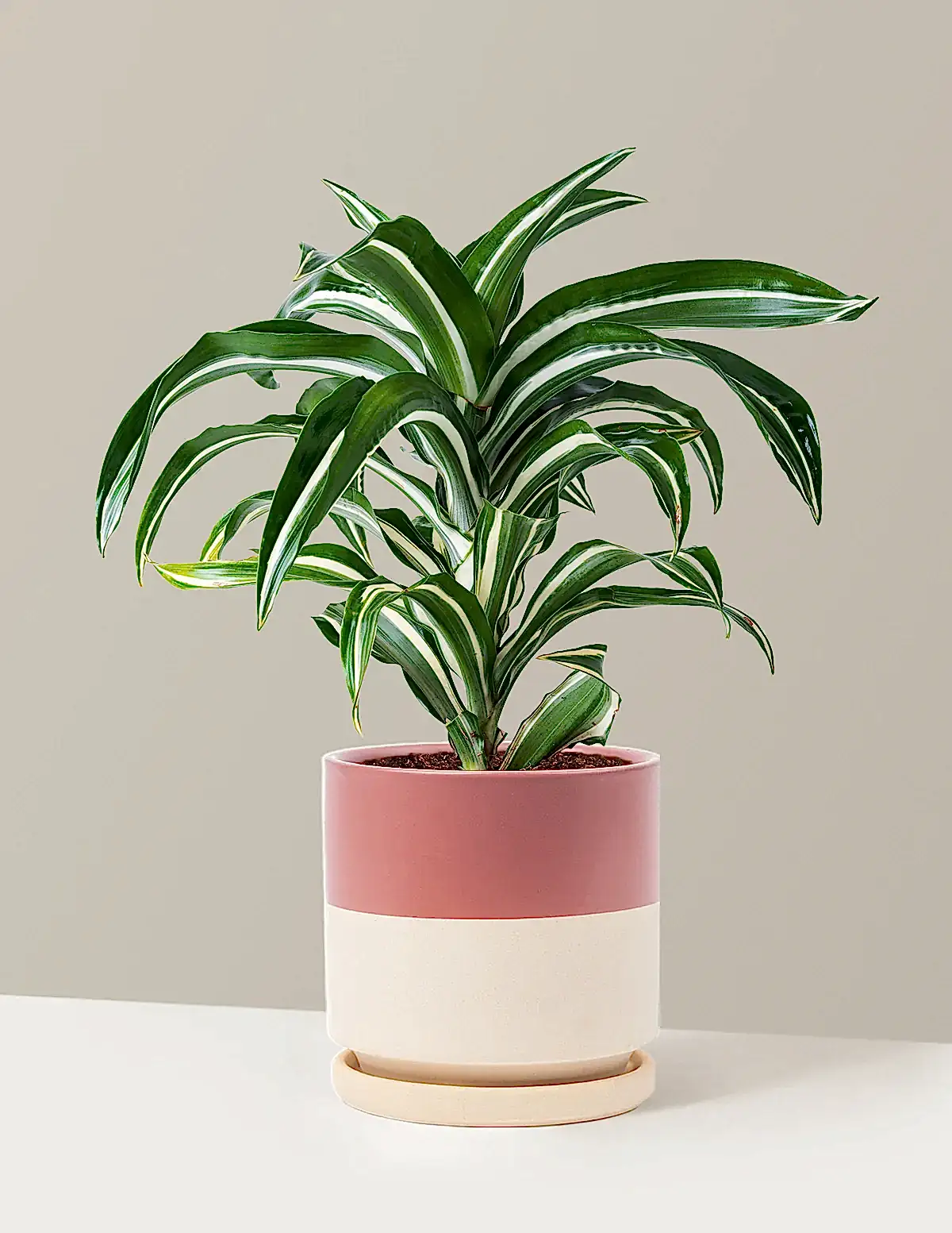 Dracaena Jewel Jade