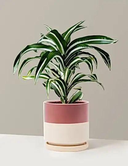 Dracaena Jewel Jade