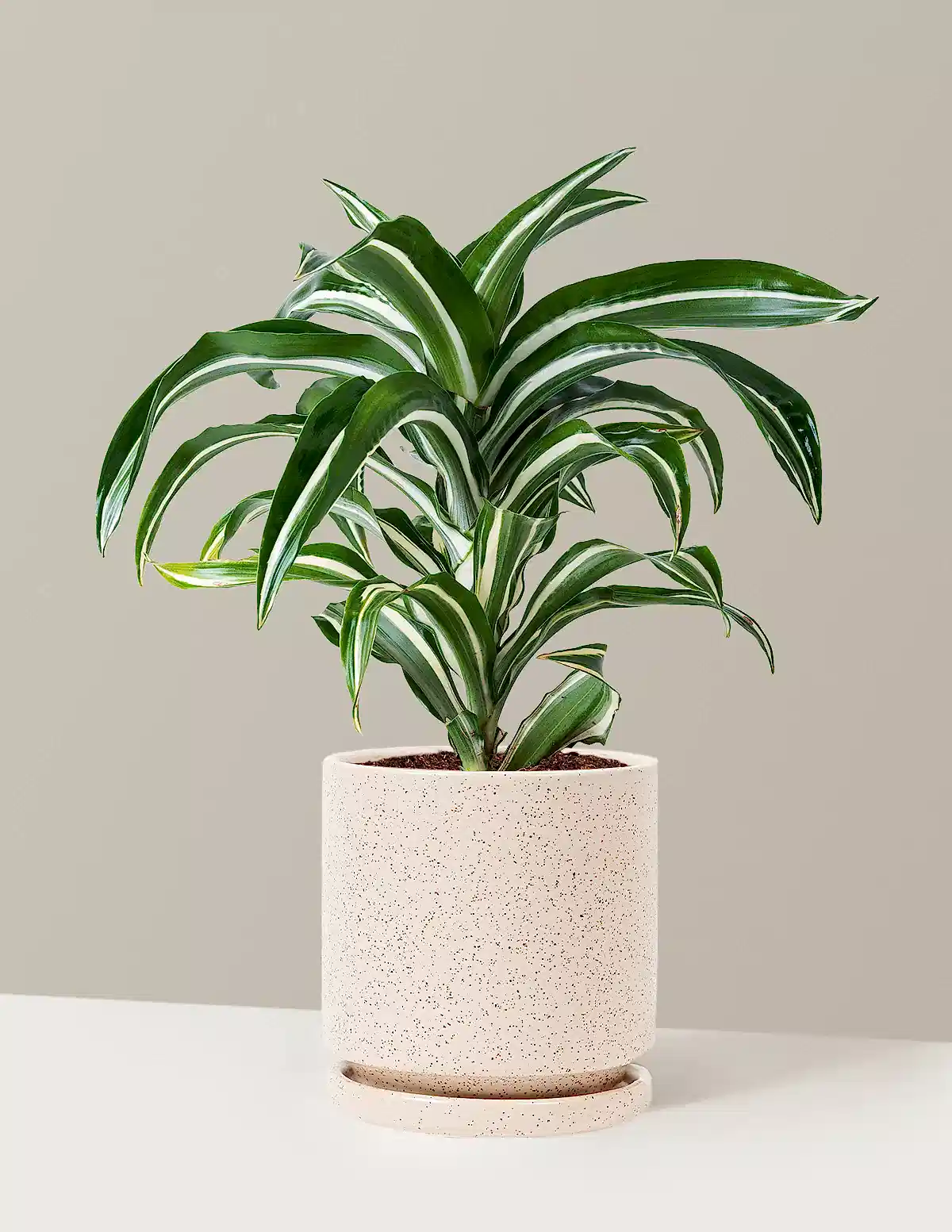 Dracaena Jewel Jade